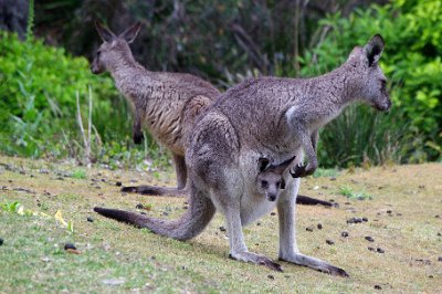 Friday 20-10-2017 Back to Depot Beach  There are kangaroo droppings everywhere and it's difficult to avoid treading in them.