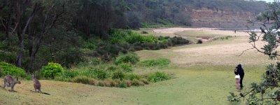 Friday 20-10-2017 Back to Depot Beach  This Japanese couple were funny. They crept up close to the kangaroos and then got spooked.  They ran down the hill where they stopped at what they considered to be a safe distance.