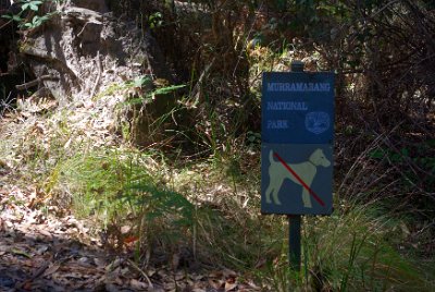 Saturday 21-10-2017 The bush walk  It is about 2'ish and the light is good so we decide to do the rain forest trek which is about 1000 metres long.  It turns out that this part of NSW has the only remaining "littoral rainforest" in NSW. Littoral means  "plants and animals that live by the edge of a river, lake or ocean.