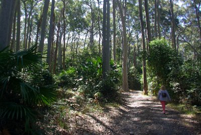 Saturday 21-10-2017 The bush walk  The track is rough and strenuous and we struggle with the steep, treacherous terrain.