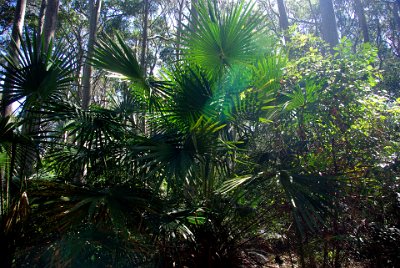 Saturday 21-10-2017 The bush walk  These are the Burrawang palms (Macrozamia communis). It is a cycad found on the east coast of New South Wales. The common name for the species is burrawang, a word derived from the Daruk Australian Aboriginal language; this name is also often applied to other species of Macrozamia.