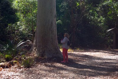 Saturday 21-10-2017 The bush walk  The other feature of our walk is the spotted gum (Eucalyptus maculata). It is a tall tree with a straight trunk, growing up to 45 metres in height (sometimes taller). Spotted Gum has smooth powdery bark which is white, grey or pink; often with characteristic patches ("spots"). The bark is shed in polygonal flakes.