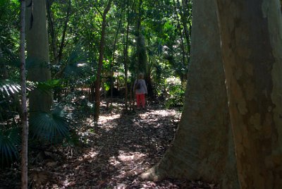 Saturday 21-10-2017 The bush walk  The burrawang has the most extensive distribution of any cycad in NSW and is found along the NSW coast from around Armidale to Bega 700 km south, and on the coastal slopes of the Great Dividing Range. Sometimes it is found on the inland slopes as far west as Mudgee.