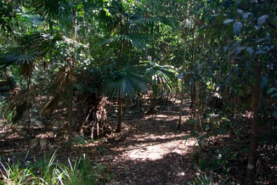 Saturday 21-10-2017 The bush walk  It is most abundant on the south coast of the state. Seed cones are formed after fire. Male and female seed cones are on separate plants and the large female seeds are ripe when red or yellow. Individual specimens take 10–20 years to mature and may live for up to 120 years.