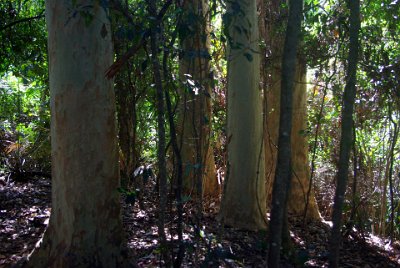 Saturday 21-10-2017 The bush walk