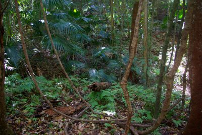 Saturday 21-10-2017 The bush walk