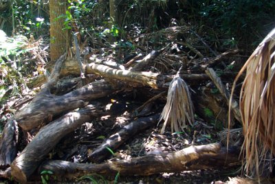 Saturday 21-10-2017 The bush walk  These palms blew over in a storm and park rangers sawed them into pieces to reopen the track.