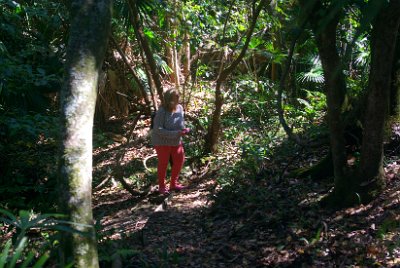 Saturday 21-10-2017 The bush walk  The going gets very rough just here.