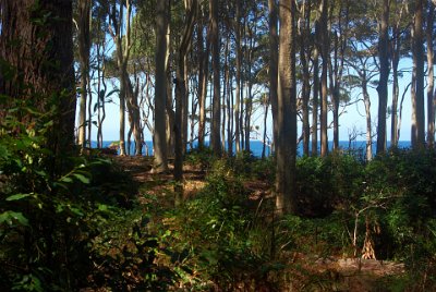 Saturday 21-10-2017 The bush walk  It looks like a scene from a movie.