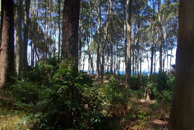 Saturday 21-10-2017 The bush walk