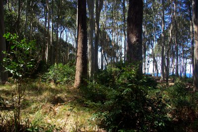 Saturday 21-10-2017 The bush walk