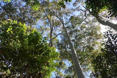 Saturday 21-10-2017 The bush walk - JGR  It grows well in this rain forest.