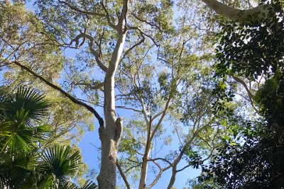 Saturday 21-10-2017 The bush walk - JGR  Spotted gum is a dominant species of open forest in Qld, NSW and Vic. It occurs on infertile and dry sites and is associated with the presence of shales and slates.  The species is naturalised in W.A. and S.A. and in areas of NSW anf Vic outside of its natural range.