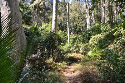 Saturday 21-10-2017 The bush walk - JGR