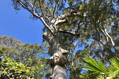 Saturday 21-10-2017 The bush walk - JGR