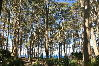 Saturday 21-10-2017 The bush walk - JGR  One of the stunning views that we get is as we end our the trek with the beach in sight: there are stands of very tall old-growth rain forest trees silhouetted against a clear azure sky and a deep blue ocean.