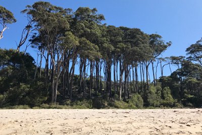 Saturday 21-10-2017  Depot Beach - JGR  There is much evidence of the past today, including shell middens, tool manufacturing sites and indications of a specialised industry producing bone points and fishing hooks. At the Murramarang Aboriginal Area, near Bawley Point - there's a complex of middens that are of great cultural value.