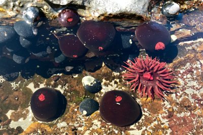 Saturday 21-10-2017 Depot Beach Rocks - JGR  An anemone. "With fronds like this, who needs anemones?"