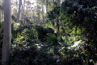 Saturday 21-10-2017 Depot Beach camp Site - JGR  This is the scene behind our camp site: as nature made it.