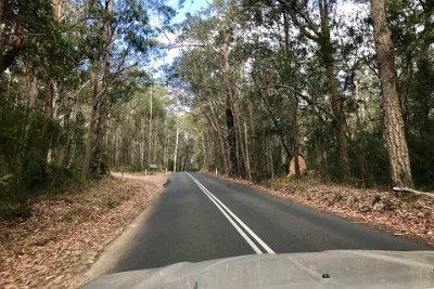 Thursday 19-10-2017 The trip there  Depot Beach is located in an old-growth eucalypt forest that has been set aside as a National Park. A large ant-hill on the right welcomes us.