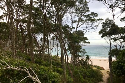 Thursday 19-10-2017 At Depot Beach  The forest goes right to the edge of the sand and is called a riparian forest.  More on that later.