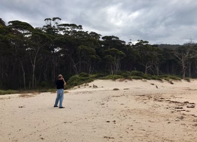 Thursday 19-10-2017 At Depot Beach   One of the highlights of Murramarang NP is the forest of spotted gums.  This forest is one of the biggest continuous stands in NSW and it has an understorey of Burrawang palms.  There are some healthy examples of these palms behind our trailer at the camp site.