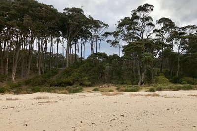 Thursday 19-10-2017 At Depot Beach  The spotted gums have a smooth, dimpled bark that is shed in summer to produce a mottled cream and grey ‘spotted’ appearance.