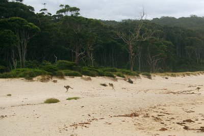 Thursday 19-10-2017 At Depot Beach  One of Depot Beach's interesting features is Kangaroos inhabiting the beach and its foreshores.