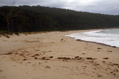 Thursday 19-10-2017 At Depot Beach  We talk to the only other couple on the beach, a British couple who had arrived from Singapore just this morning and are driving around the coast to Melbourne.