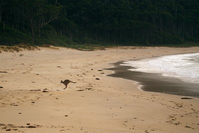 Thursday 19-10-2017 At Depot Beach  There are signs everywhere warning visitors that these Kangaroos are, in reality, wild animals.  Just because they look spaced out the whole time doesn't mean that they can't inflict painful damage.