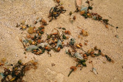 Thursday 19-10-2017 At Depot Beach  Another interesting feature of the beach is these Blue Bottles.  They are related to the Portuguese Man o' war and sting like crazy.  Some people react badly and go into anaphylactic shock after contact. According to wikipedia, a bluebottle is not a single multicellular organism, but a colonial organism made up of specialised individual animals of the same species called zooids or polyps. These polyps are attached to one another and they are unable to survive independently, and therefore have to work together and function like an individual animal.