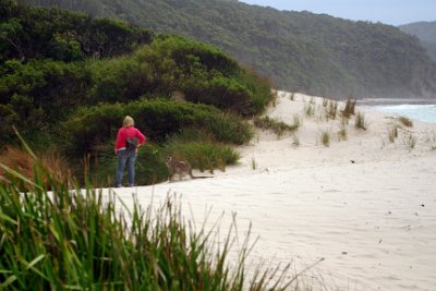 Thursday 19-10-2017 At Depot Beach  Murramarang is part of the  Ulladulla to Merimbula Important Bird Area   identified  by BirdLife International because of its importance for the Swift Parrot.