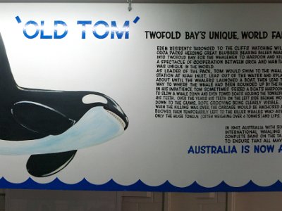 PENT2791Panorama     MONDAY Killer Whale Museum  Old Tom was the Benedict Arnold, the Brutus, the Judus of the Orca kingdom.  He was a truly awful whale.