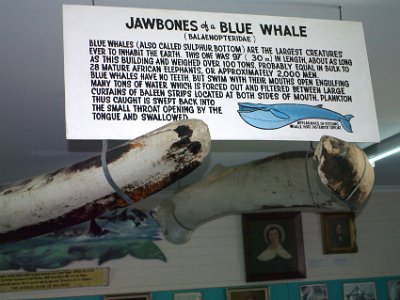 PENT2802-1     MONDAY Killer Whale Museum  These are the jaw bones of an actual Blue Whale.  The size is unbelievable and a photograph cannot capture their enormous size.  If these bones stood vertically, they would probably be taller than me.