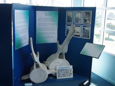 PENT2805-1     MONDAY Killer Whale Museum  These bones belong to a 97' Blue Whale and that whale remains the largest ever killed by hand harpoon from a small boat. A very proud record that will never be surpassed.