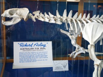 PENT2808-1     MONDAY Killer Whale Museum  Well, it wasn't only buffalo and whales that were slaughtered to near extinction, fur seals here and in NZ suffered the same fate by the same men during the same decades. Once again, most of the animal was wasted and only the pelt was kept.