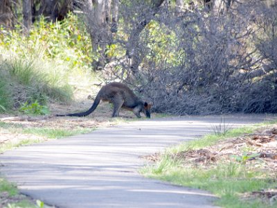 TEL 1871-1     MONDAY Boyd's Tower  We're walking back to the car and we spot this cute little Swamp Wallaby.  We walk quietly but it seems unconcerned.  Isn't it nice when an animal doesn't flee at the sight of a human?