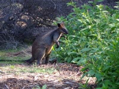 TEL 1874-1     MONDAY Boyd's Tower  Swamp wallabies can eat plants such as bracken and hemlock that are poisonous to other Australian animals.