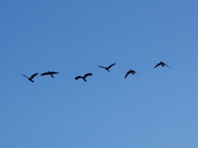 TEL 1842-1     SATURDAY Into Merimbula  A flock of black cockatoos pass overhead. We return to our camp site and have a dinner of leftover sandwiches from Bodalla, seafood salad, wine for Jenni and sparkling water for me (lips that touch alcohol shall never touch mine).