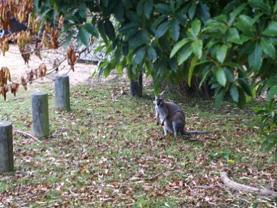 SUNDAY MORNING at camp  In the morning, a young kangaroo stops by to visit.  It is used to humans but still  a bit wary.