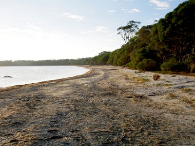 SUNDAY MORNING Wallagoot Lake  This is a disappointment.  The foreshore is muddy and lined with dead weeds.  It doesn't smell but it's particularly uninviting.