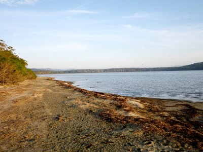 SUNDAY MORNING Lake Wallagoot  In 2016 a sand berm blocked the connection between this lake and the ocean. Since then, tidal flows have stopped flushing the lake.  The lake's temperature has also risen because of global warming (according to the Dept of Primary Industries).  A few weeks ago,  hundreds of dead fish washed ashore  because of low oxygen levels in the water.