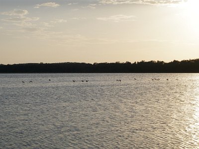 SUNDAY MORNING Lake Wallagoot  A flock of ducks takes off in the early morning sunlight.