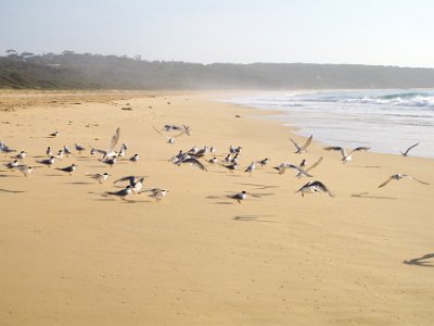 SUNDAY MORNING  Tura Beach  I walk into a group of terns and seagulls.  The terns take flight but the gulls can't be bothered and walk out of the way (centre left)