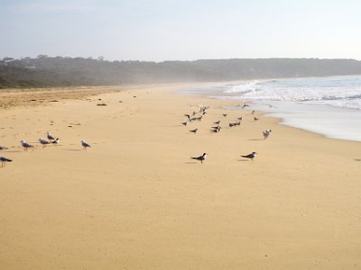 SUNDAY MORNING  Tura Beach  Then they settle into two separate groups: terns to the right, gulls to the left.