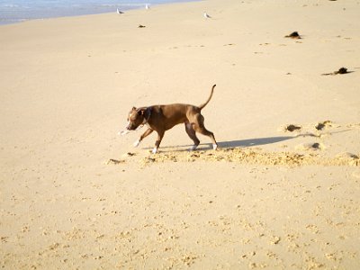 SUNDAY MORNING  Tura Beach  Dogs are allowed on the beach and yes, there was dog poop. I hate this. This mutt found a dead fish and would not give it up (not that anyone wanted it).