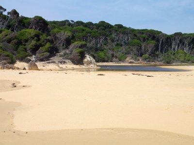 SUNDAY Bournda Beach  A google search back home reveals them to be Melaleuca Armillaris which is also known as the Giant Honeymyrtle.