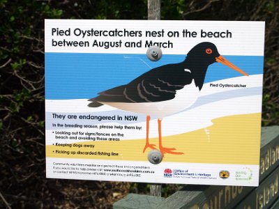 SUNDAY Bournda Beach  We do not see these birds on our walk.  They actually collect small bivalve moluscs which they  prise apart with their specially adapted bills.