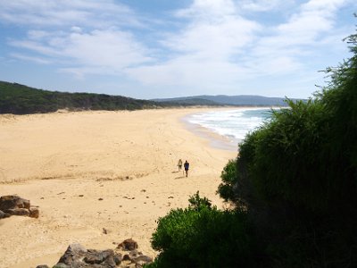 SUNDAY Bournda Headland  Damn. Our feeling of isolation is ruined as the crowd arrives.