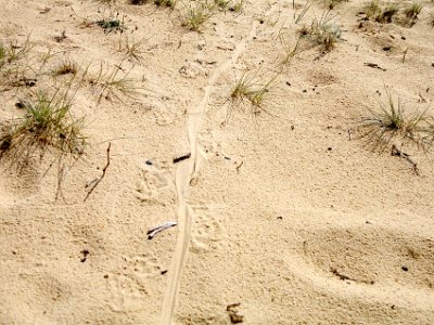 SUNDAY Bournda Beach  On my way back to the car, I see these goanna tracks . . .